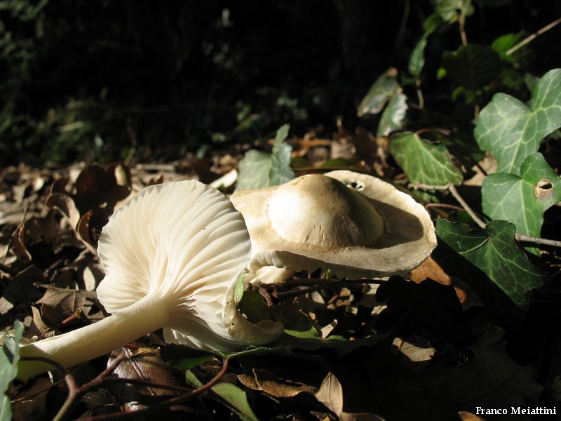 Hygrophorus da determinare